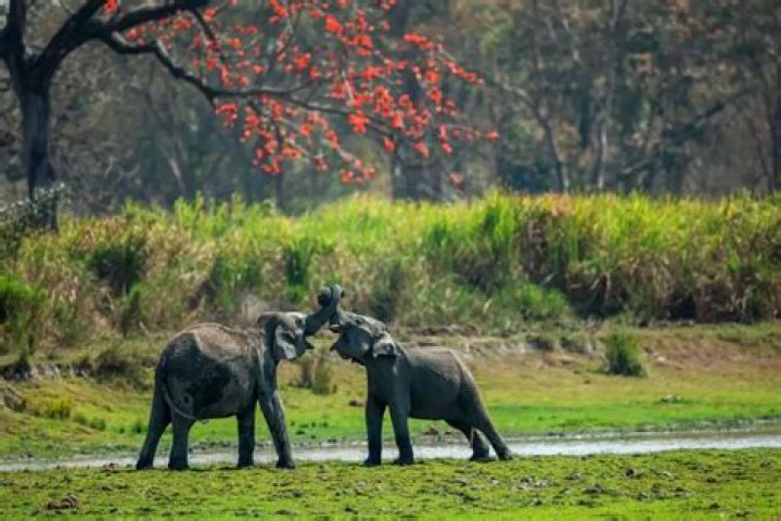 
Kaziranga ‘evening safari’: Activists slams Assam CM, Sadhguru for breaking law 